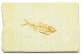 Bargain, Fossil Fish (Diplomystus) - Wyoming #372316-1
